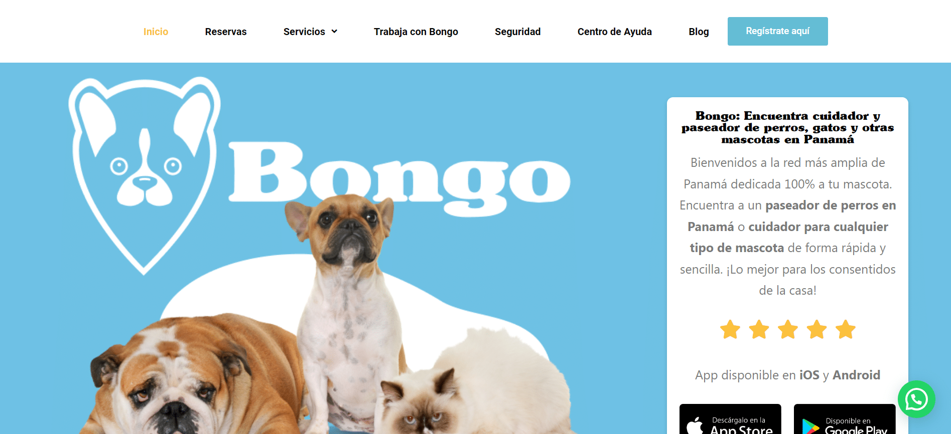 SEO Mastery: How Chili Grew 239% in Keyword Positioning on the Bongo Website?